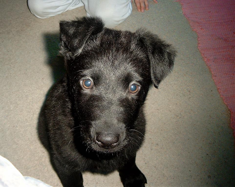 Balou 19.12.2007 2 jpg.jpg
