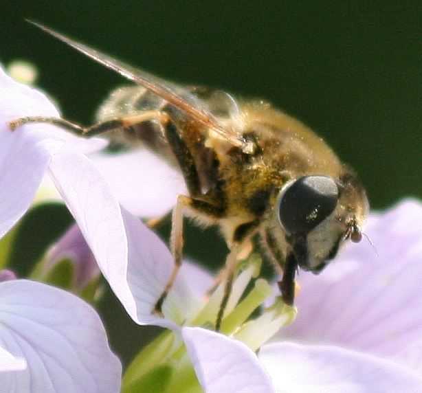 Fliege mit Zecke.jpg