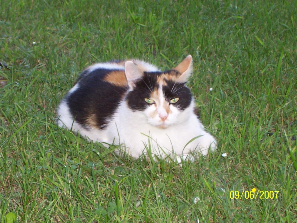 Tiere 001.jpg