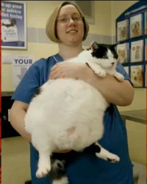 fatcat.jpg