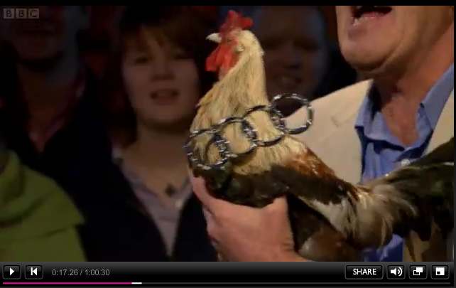 cock.jpg