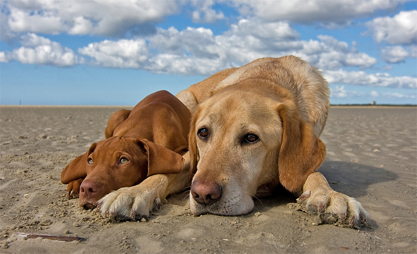 dogs1.jpg