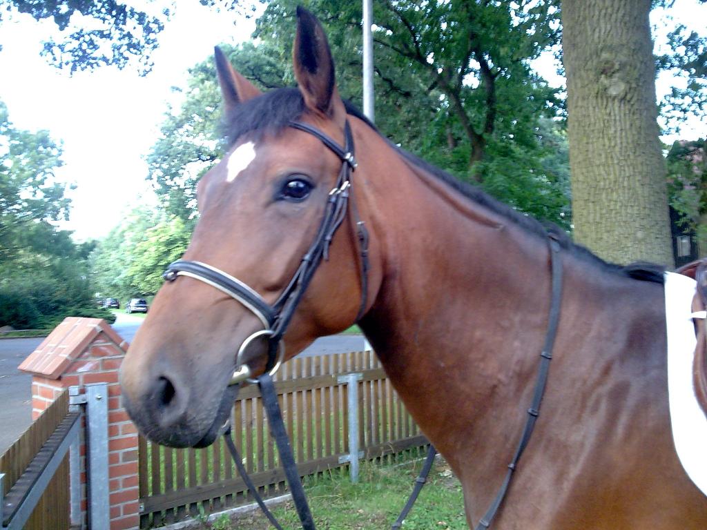 Bild008.jpg