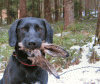 Ostern_faellt_au&#115.gif