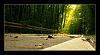 DSCF0088_sunny-road.jpg
