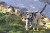 hund 004.jpg