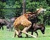 very-naughty-animals04.jpg