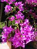 IMG_1079.jpg